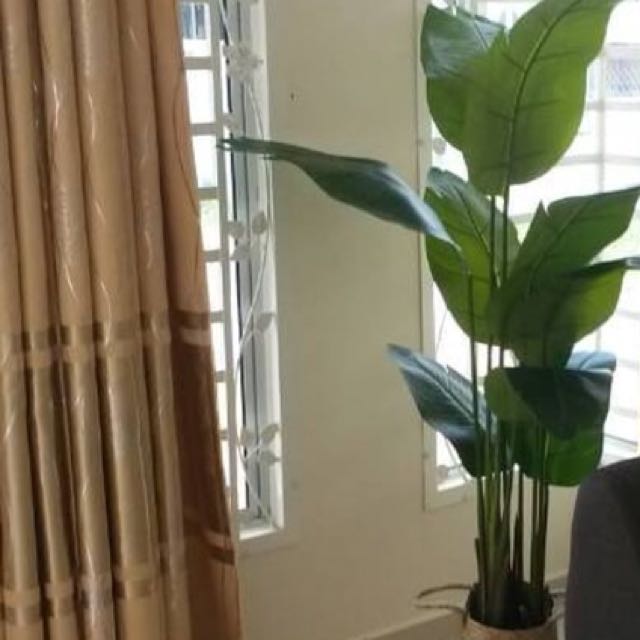Deko Pokok Hiasan Dalam Rumah Aneka Tanaman Bunga