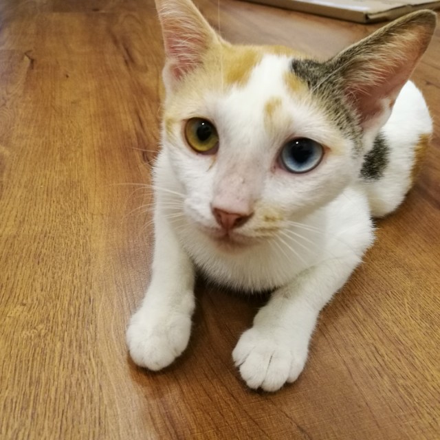 Kucing Untuk Diberi Percuma Free Pet Supplies Pet Accessories On Carousell