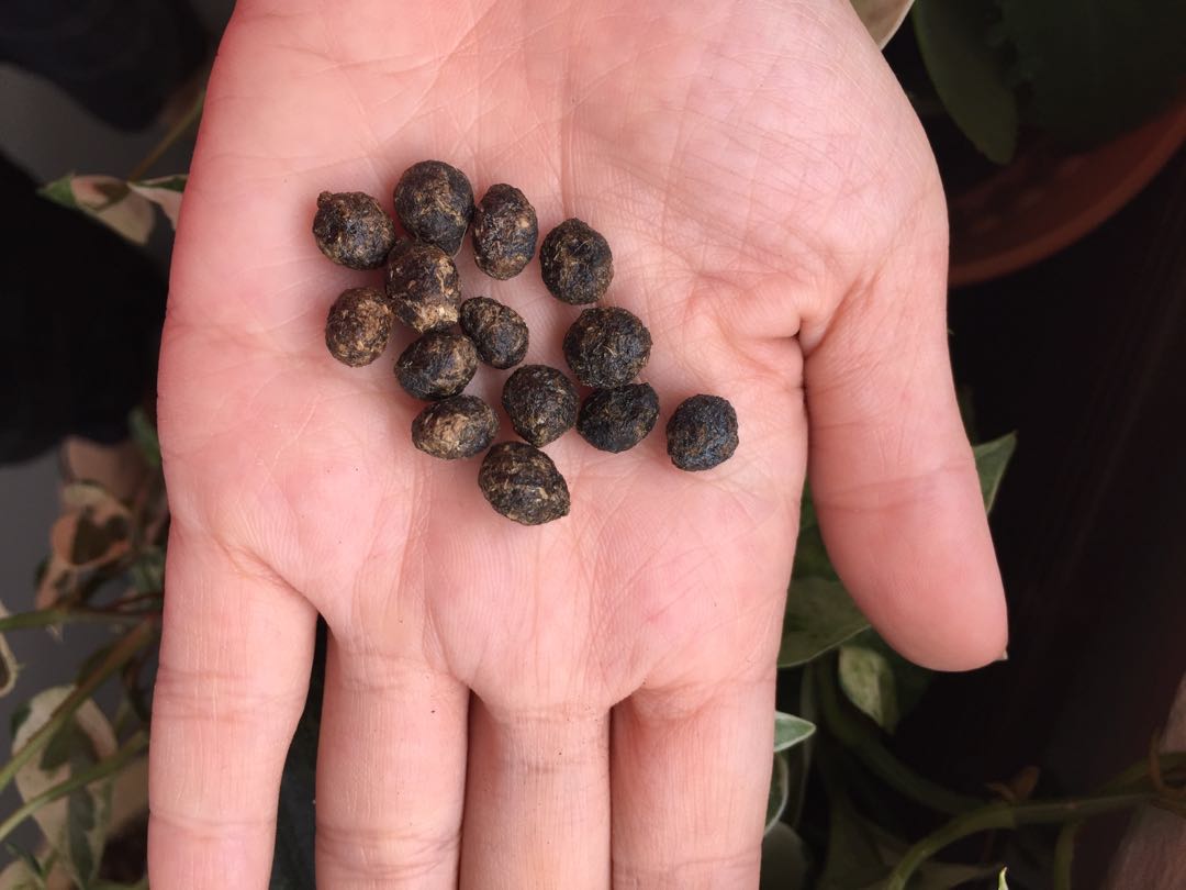 Natural fertilizer -dried rabbit poop, Furniture & Home Living ...