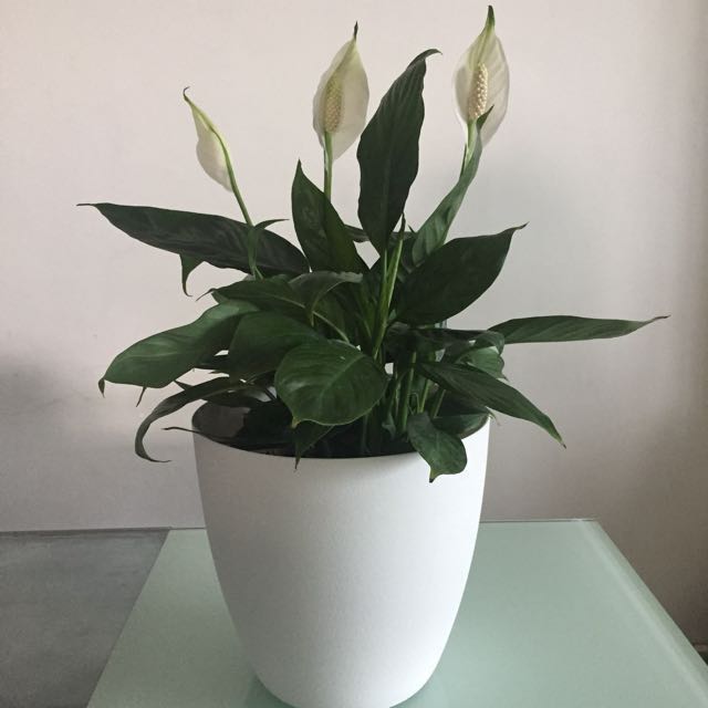 Peace Lily In Self Watering Pot Art 1 Gardening On Carou