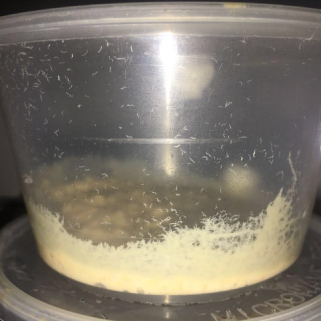 (Sold Out)Grindal Worms / Micro Worms (Small Fish Live Food), Pet