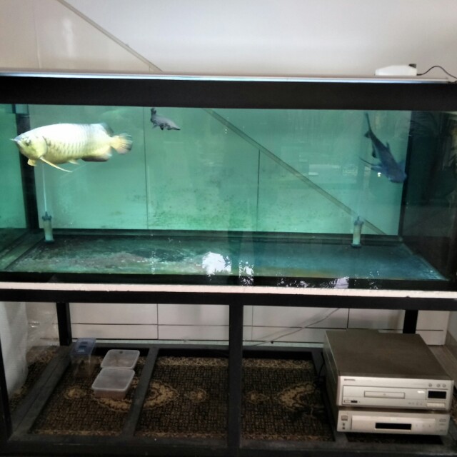 6ft Fish tank and electric blue base Xback Pet Supplies Homes