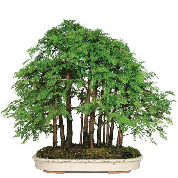 Gardening Dawn Redwood Bonsai Seeds X 13 From Us Gardening