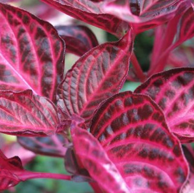 Iresine Blood Leaf Plant On Carou