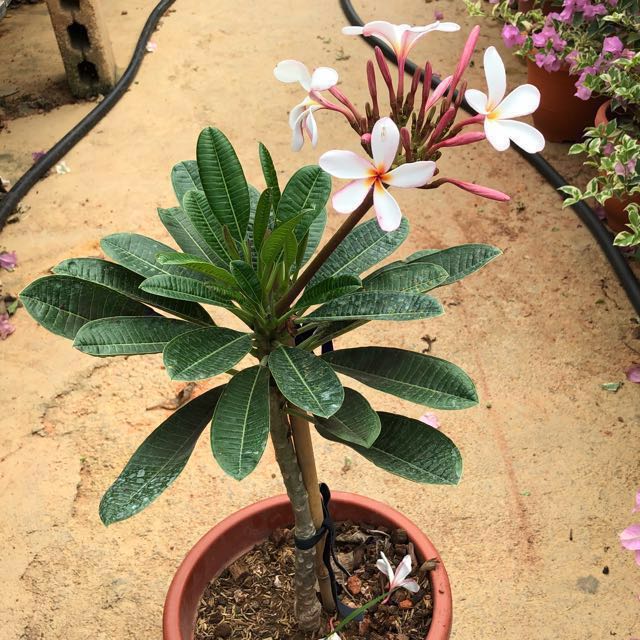 Flowering plants 💐 Frangipani Singapore Dwarf Pink (Plumeria)鸡蛋花, Gardening on Carousell