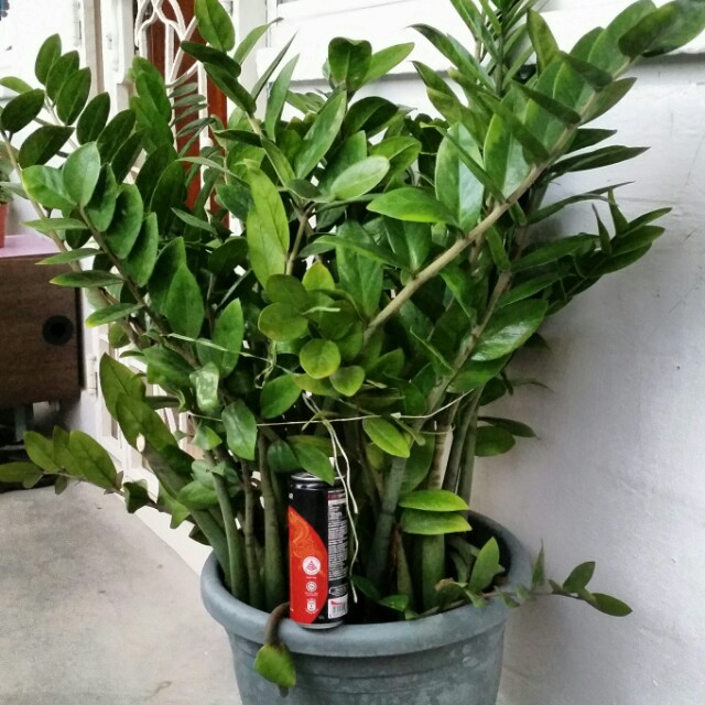 Prosperity Plant Zz Plant Size Large Gardening On Carousell