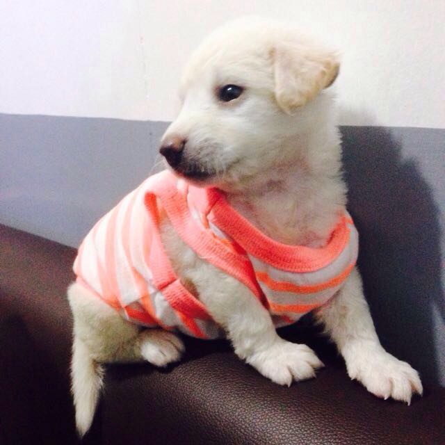 Poodle japanese spitz mix sales