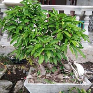 Mango bonsai tree