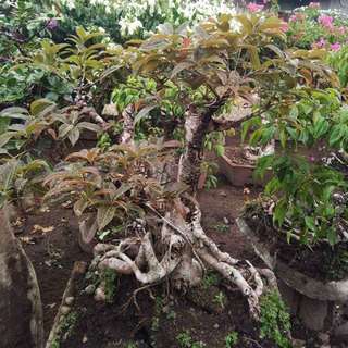 15 year old bonsai trees