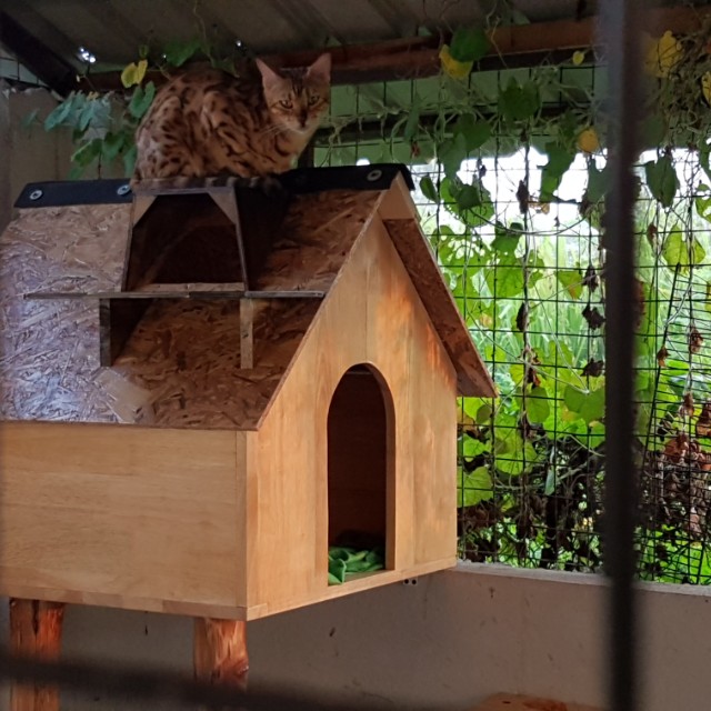 Rumah Kucing, Pet Supplies, Homes & Other Pet Accessories on Carousell