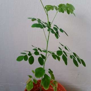 Moringa Plant