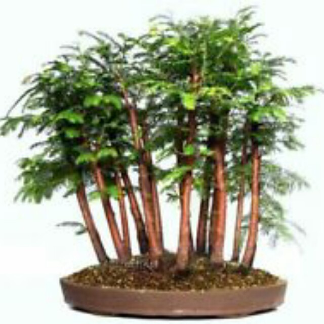Gardening Dawn Redwood Bonsai Seeds X 13 From Us Gardening