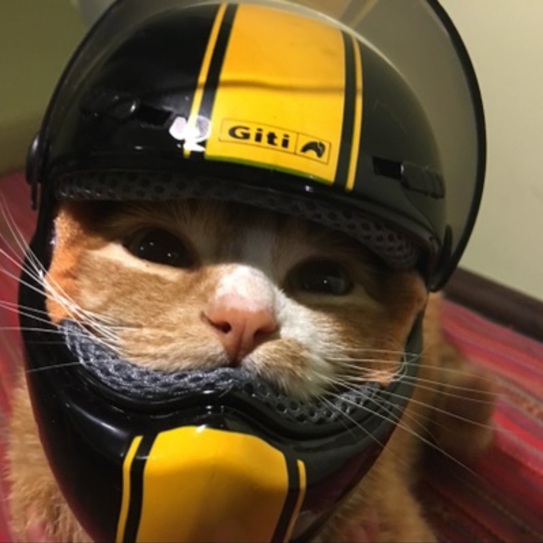Cat helmet ebike motorbike escooter bicycle full face protection, Pet