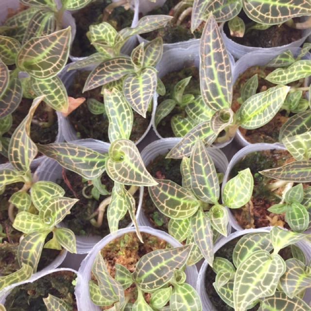 Macodes Sanderiana Jewel Orchid For Sale Gardening On Carousell