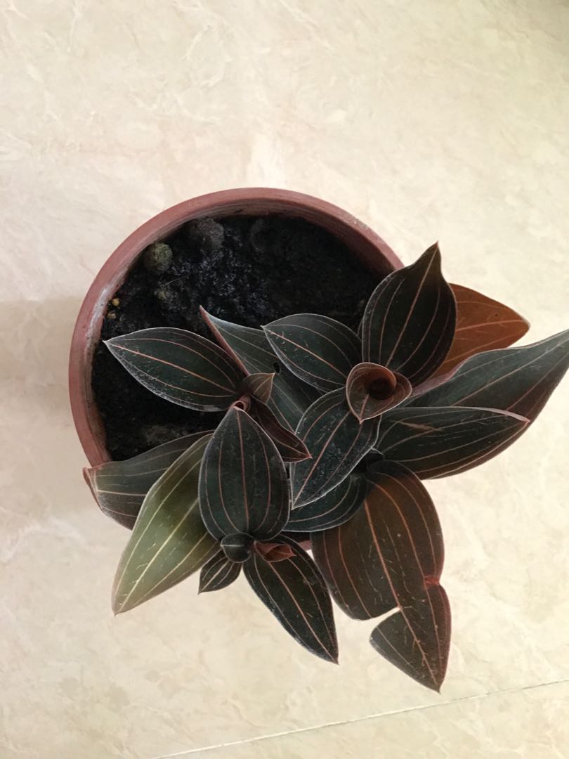 Jewel Orchid For Sale Gardening On Carousell