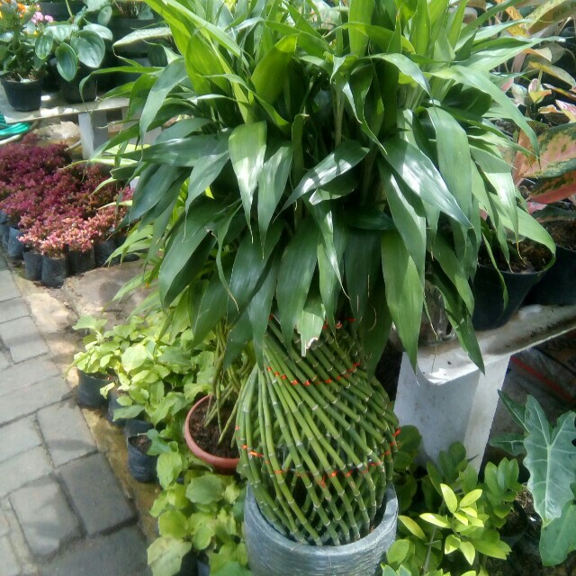 Jual Sri Rejeki Perkebunan Di Carousell Sri rejeki lady valentine nampak mirip dengan sri rezeki dud anjamani, hanya saja warnanya lebih aglonema ini dapat dijangkau karena dijual dengan harga rp 100.000 sampai dengan rp 200.000. jual sri rejeki
