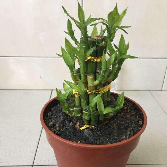 Spiral Lucky Bamboo Plant Pot Size 4 8 X5 5 Home Furniture Spiral Lucky Bamboo Plant Pot Size 4 8 X5 5 Home Furniture Gardening On Carou