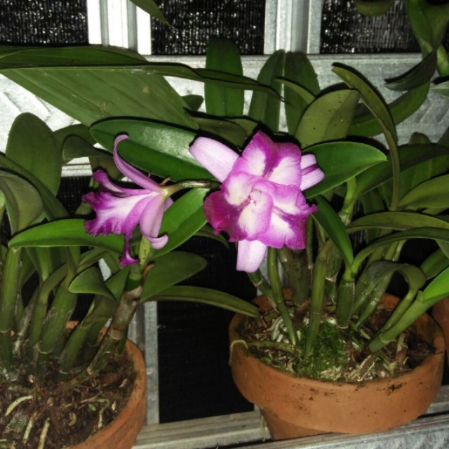 ANGGREK CATTLEYA PDF ANGGREK CATTLEYA PDF