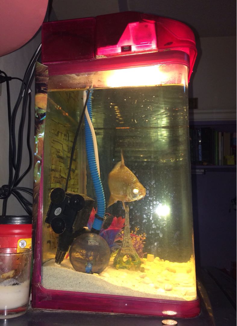 Aquarium with Tin Foil Fish, Pet Supplies, Homes & Other Pet