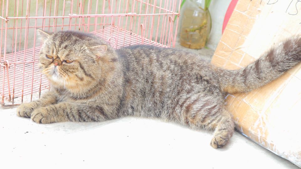 For Sale Kucing Persia Peaknose Brown Tabby Exotic Pet Supplies