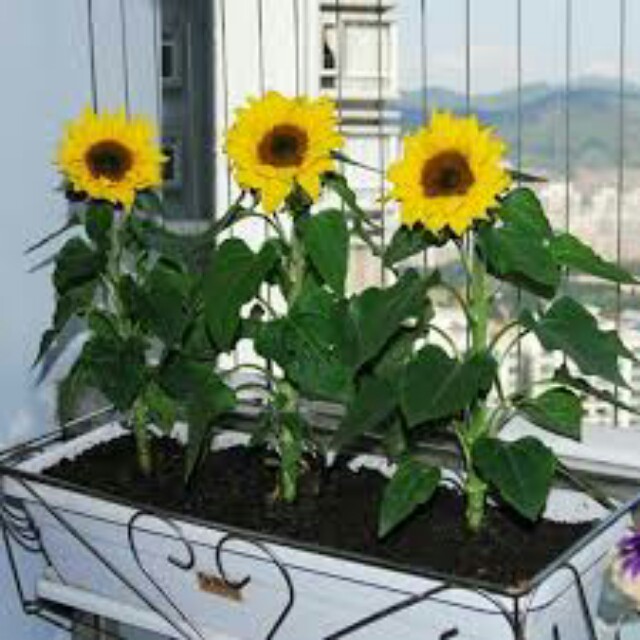 Gardening Dwarf Sunflower Seeds Pack Super Easy To Grow Gardening On Carousell