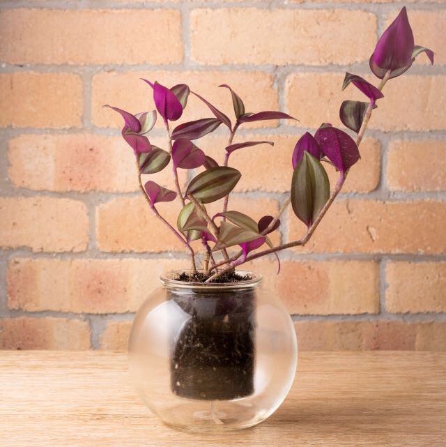 Glass selfwatering pot with Wandering Jew plant, Furniture & Home