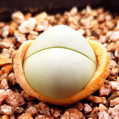 Rare Succulents T042 Lithop Alien Egg First Come First Serve Very Limited Stocks Gardening On Carousell
