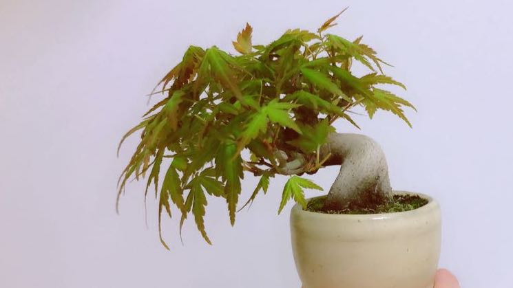 日本直送山紅葉盆栽樹高７㎝ 極小品, 傢俬＆家居, 家居裝飾, 人工植物