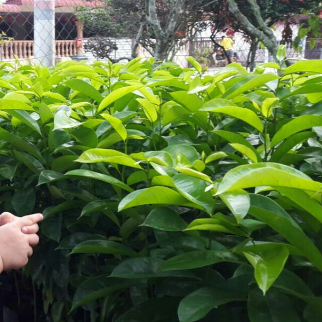 86+ Gambar Akar Durian Belanda Paling Hist 86+ Gambar Akar Durian Belanda Paling Hist