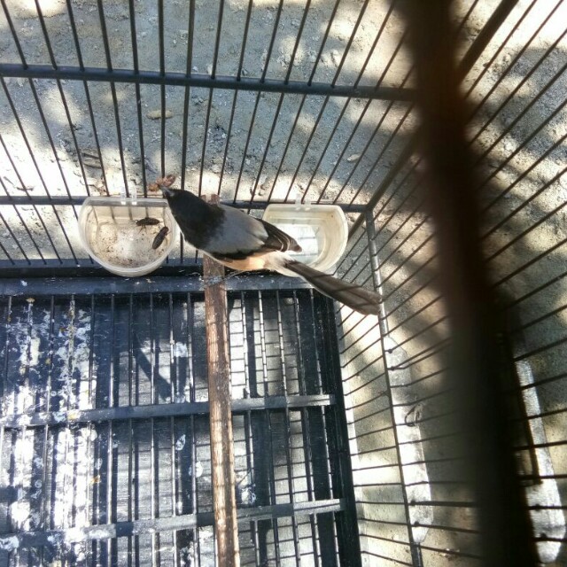 Burung Cendet Madura Pet Supplies Accessories On Carousell