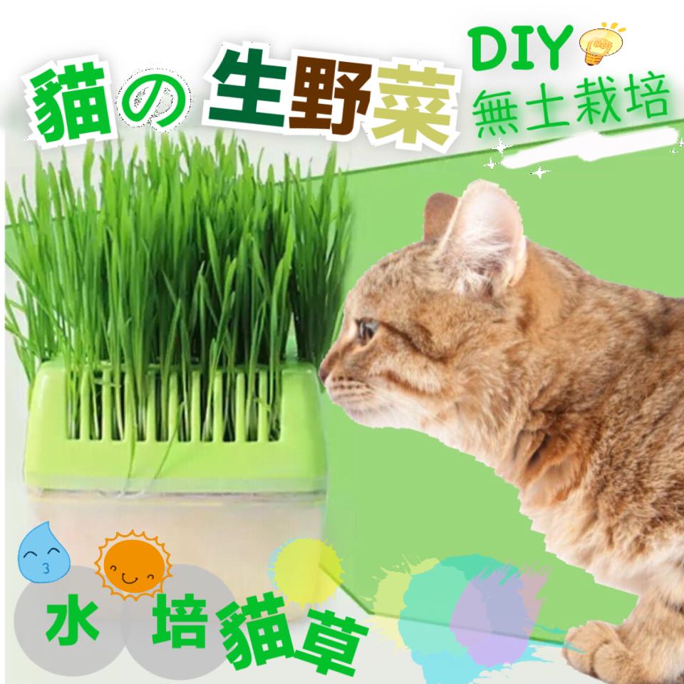 Petstyle貓の生野菜diy貓草無土栽培水培貓草 寵物用品 寵物食品在旋轉拍賣