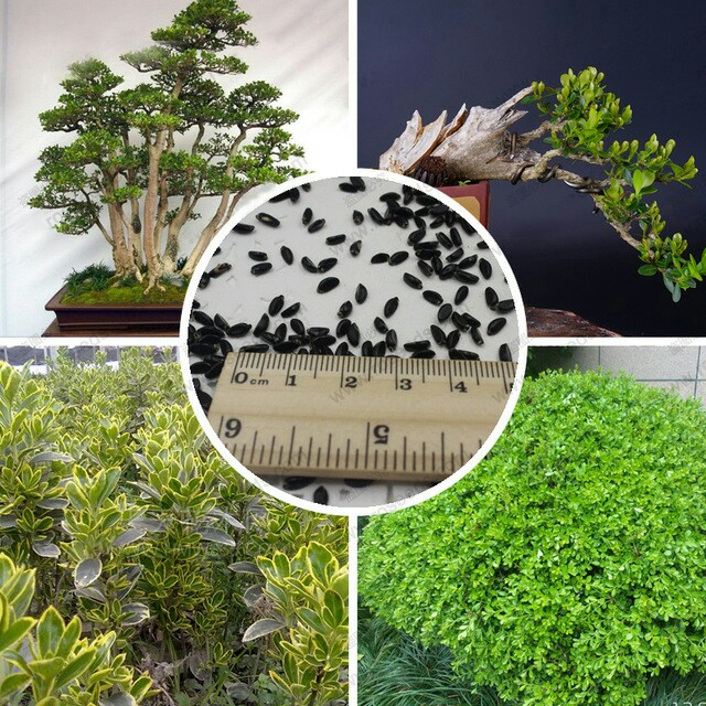 Gardening Japanese Boxwood Bonsai Seeds Pack 20 Seeds Gardening On Carousell