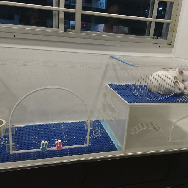 acrylic rabbit cage