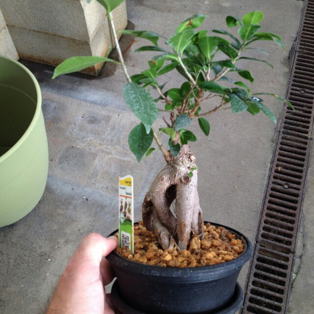 Gardening Ficus Bonsai Tree Seeds Retusa Ginseng X 10 Gardening On Carousell