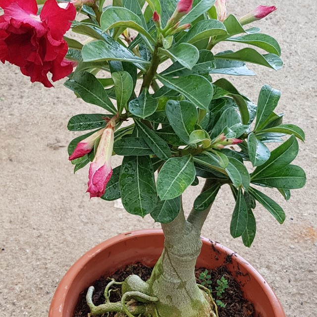 Adenium, Furniture & Home Living, Gardening, Plants & Seeds on Carousell