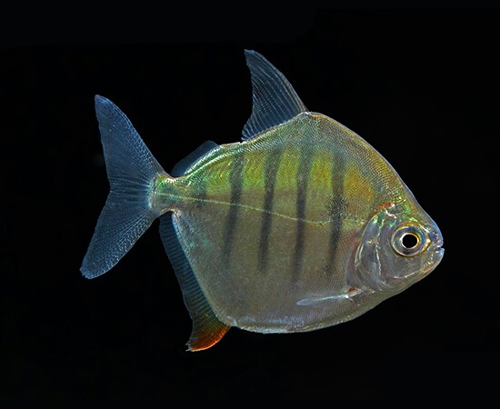 Tiger hook fish clearance