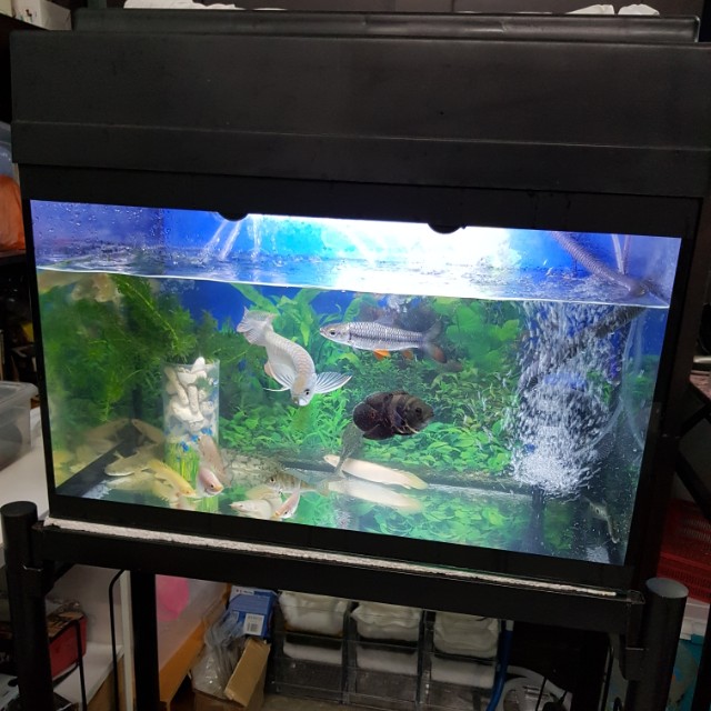 2ft fish best sale tank