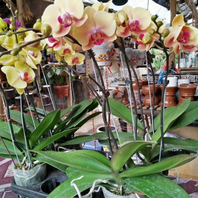 Anggrek Bulan (Phalaenopsis), Gardening on Carousell