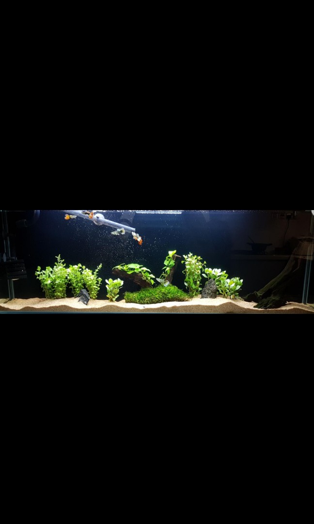 aquascape 1 meter