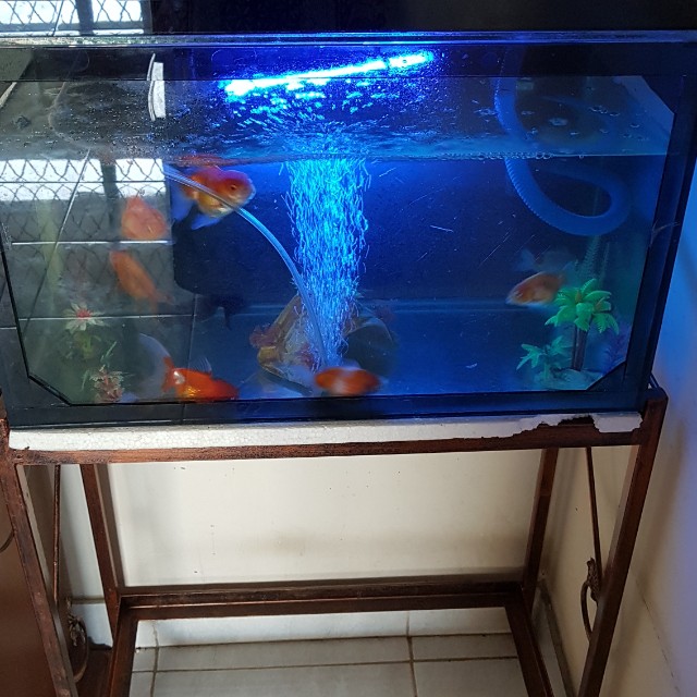 Aquarium Plus Meja Plus Ikan 9 Koki Everything Else Others On