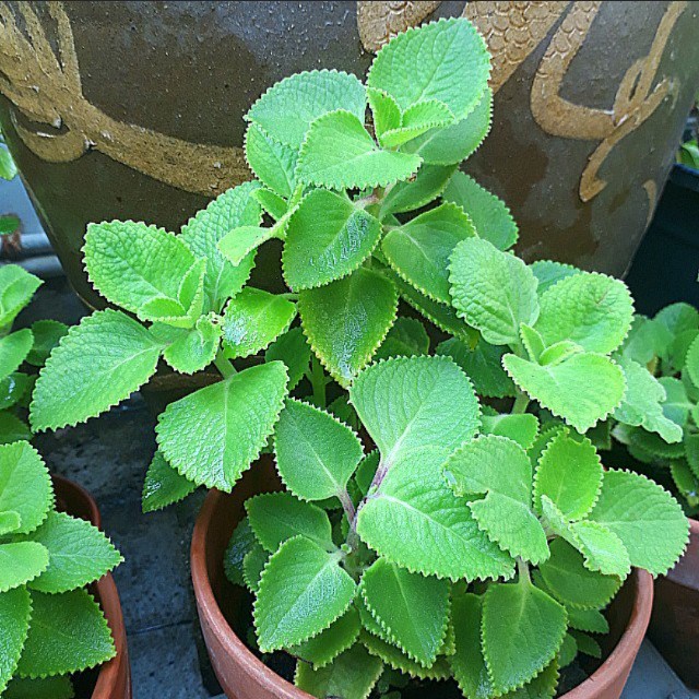 Image result for mexican mint