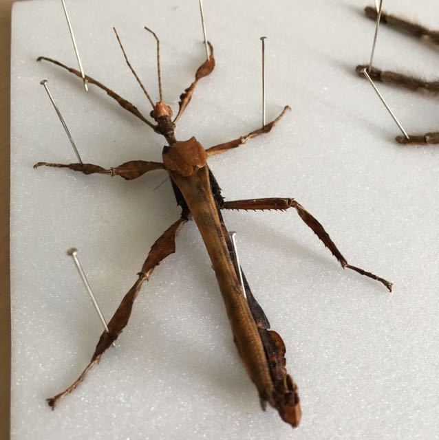 Spider (Category: Others) located in Kuala Lumpur. Submitted by along3 (Listing ID 159158313, Image 3). Description: .
