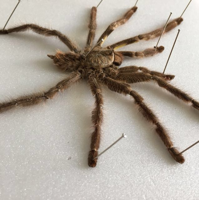 Spider (Category: Others) located in Kuala Lumpur. Submitted by along3 (Listing ID 159158313, Image 2). Description: .