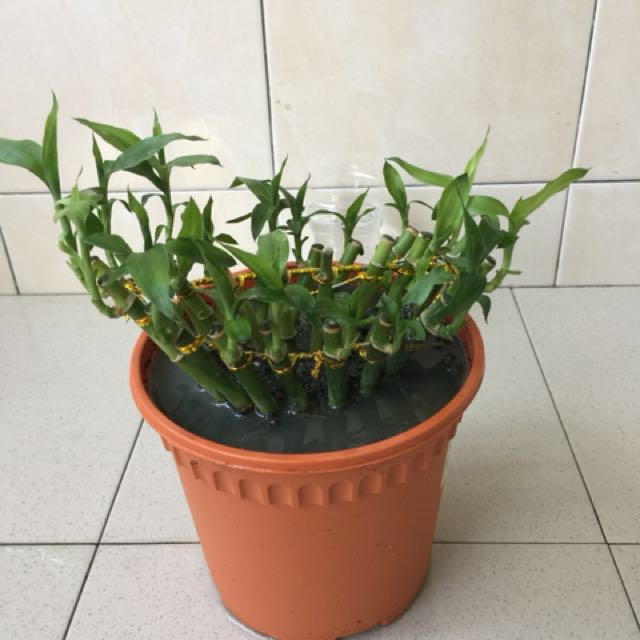 Spiral Lucky Bamboo Plant Pot Size 6 X6 5 Rumah Perabot Home Photo