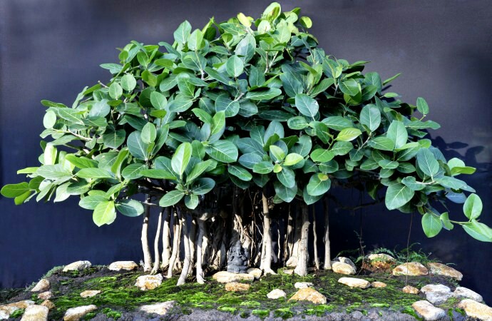 Gardening ♡ Mini Bodhi Bonsai Seeds X 2, Gardening on Carousell Gardening ♡ Mini Bodhi Bonsai Seeds X 2, Gardening on Carousell