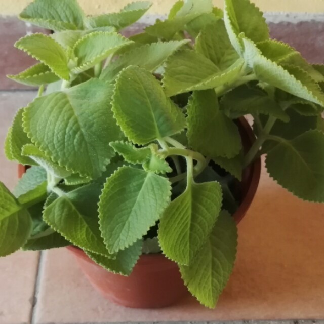 Indian mint leaves (Coleus Amboinicus Lour), Furniture & Home Living