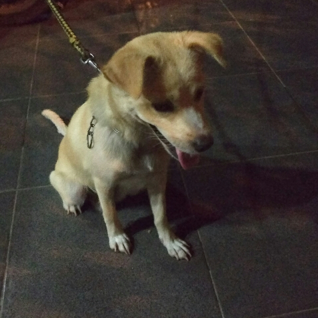 Anak Anjing Golden Campuran Babies Kids Others On Carousell