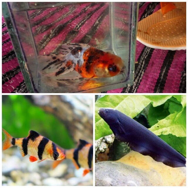 Paket Ikan Hias Termurah 10 Ekor Lihat Deskripsi Pet Supplies