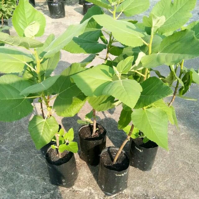 Pokok Tin Bidara Jumbo Home Furniture Gardening On Carousell