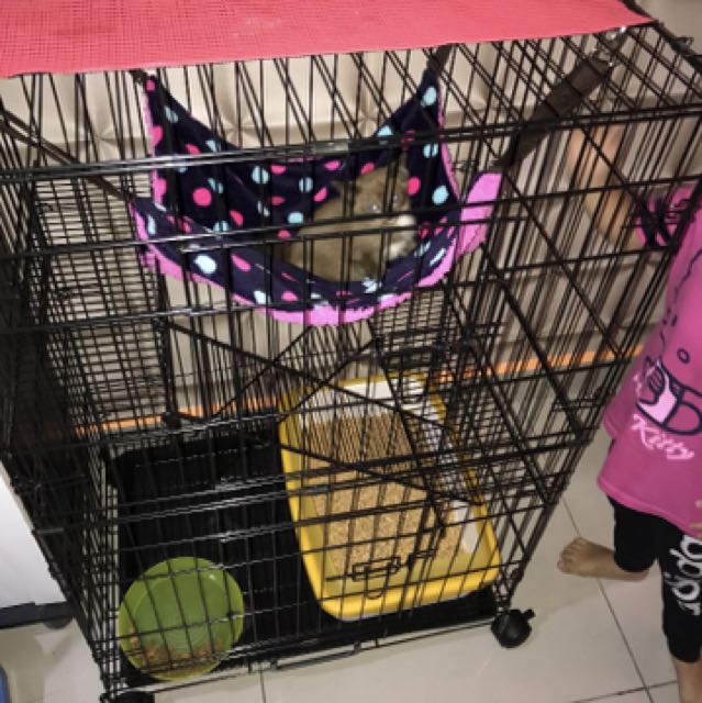 Sangkar u0026 Beg Kucing, Pet Supplies, Pet Accessories on Carousell